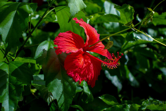 Cayena. Nombre cient&iacute;fico: Hibiscus rosa-sinensis. Su origen se ubica en Asia Tropical.