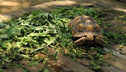 Close up of Tortoise and turtle at the zoo