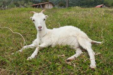 Fototapeta premium Animal of Costa Rica