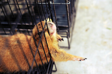Black-tailed prairie dog in zoo cage