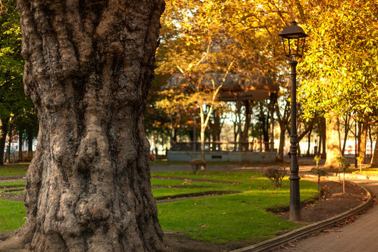 &Aacute;rbol centenario en un parque urbano en oto&ntilde;o