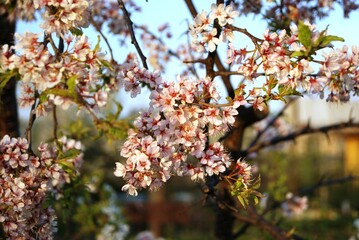Cherry blossoms in spring