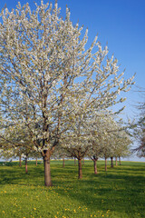   Obstbäume mit weißen Blüten, Streuobstwiese im Frühling