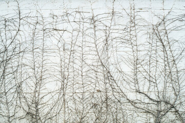 texture of dry ivy vine plant