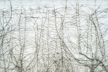 Obraz premium texture of dry ivy vine plant