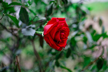 Rosa Rossa su sfondo sfocato