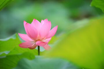 Beautiful pink lotus, close-up photos