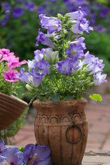 Blaue Glockenblumen in dekorativen Steintopf