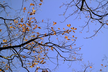 branches against blue sky