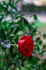 Rosa Rossa su sfondo sfocato