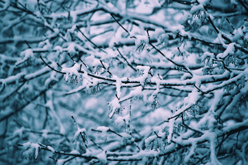 Under the snow