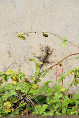 Calango, Natal, Rio Grande do Norte, Brazil