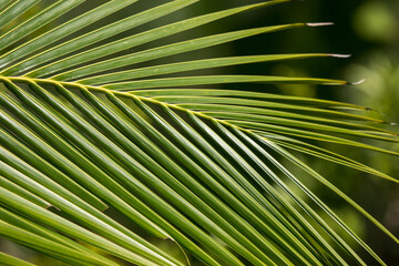  Green leaf of Coconut tree
