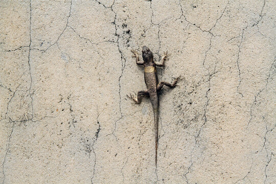 Calango, Natal, Rio Grande do Norte, Brazil