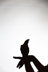 play shadow projected against a white background. pigeon