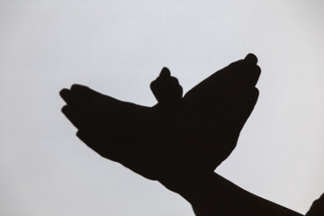 play shadow projected against a white background. pigeon