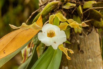 Costa Rica  land of beautiful flowers