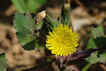 Smooth Sow-thistle (Sonchus oleraceus)