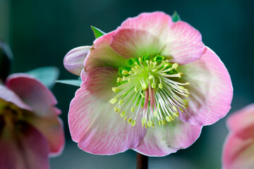 Rote Christrose oder Schneerose (Helleborus) Blüte