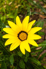 Costa Rica  land of beautiful flowers