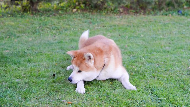 akita inu adult dog laying on the grass in the garden close up
