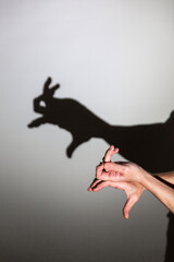 play shadow projected against a white background. a rabbit.