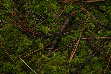 GROUND FOREST TEXTURE 