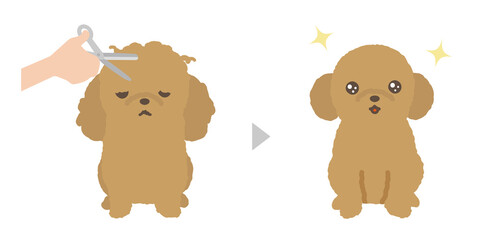 子犬のトリミング　ビフォアアフター　トイプードル