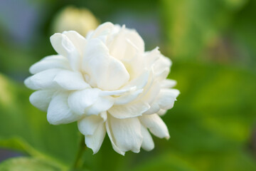 close up of beautiful jasmine sambac flower