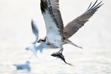 Osprey Bird Catch Fish Lake