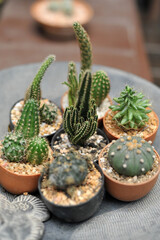 Collection of various cactus and succulent plants in different pots. Potted cactus house plants