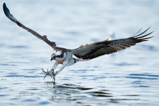 Osprey bird on its way to catch fish in a lake