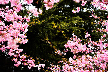 Pink cherry flowers in front of green trees