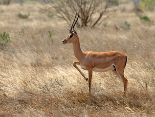 Grantgazelle, Grant's gazelle, Nanger granti