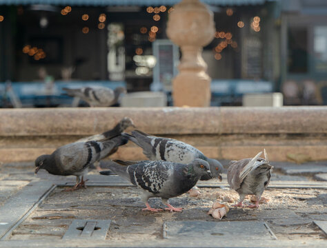 Pigeons En Train De Manger Sur Le Sol De Paris