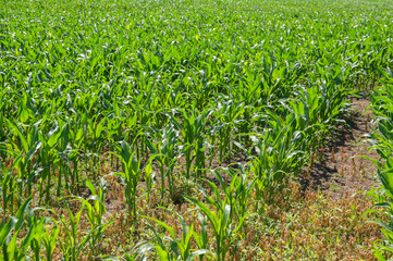 Young Corn Plants In A Field
