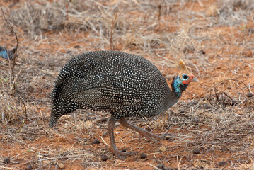 Helmparelhoen; Helmeted Guineafowl; Numida meleagris