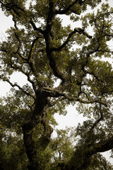 Ancient Tree branches against a white foggy sky, Natural Park, Braga.