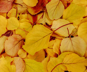 Fallen beautiful tree leaves colorful nature seasonal background