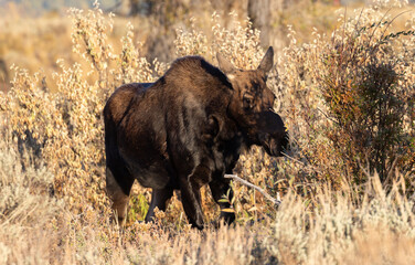 Cow Shiras Moose in Autumn in Wyoming