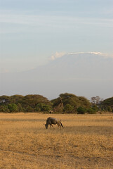 Kilamanjaro Kenya