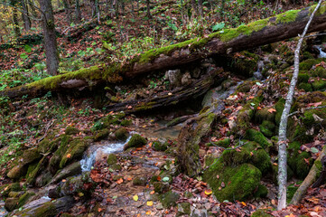 A tree fallen across a mountain stream like a bridge