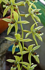 Obraz premium Orchids in the greenhouse, Rio, Brazil