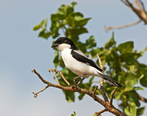 Obraz premium Cabanis-klapekster, Long-tailed Fiscal, Lanius cabanisi