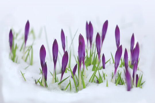 Blaue Krokusse, Knospen schauen aus Schnee, Vorfrühling