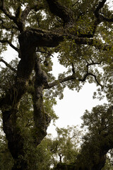 Ancient Tree branches against a white foggy sky, Natural Park, Braga.