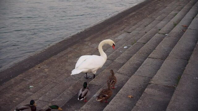 Swan walking with some ducks over the stairs near the river Rhine.