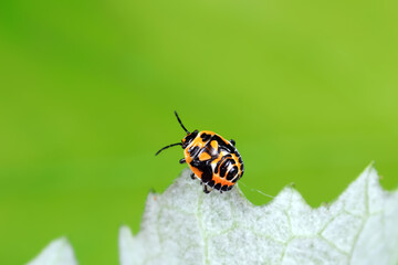Stink bug on green leaves, North China