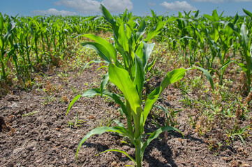 Young Corn Plants In A Field