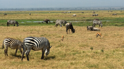 Fototapeta premium Plains zebra, steppezebra, Equus quagga